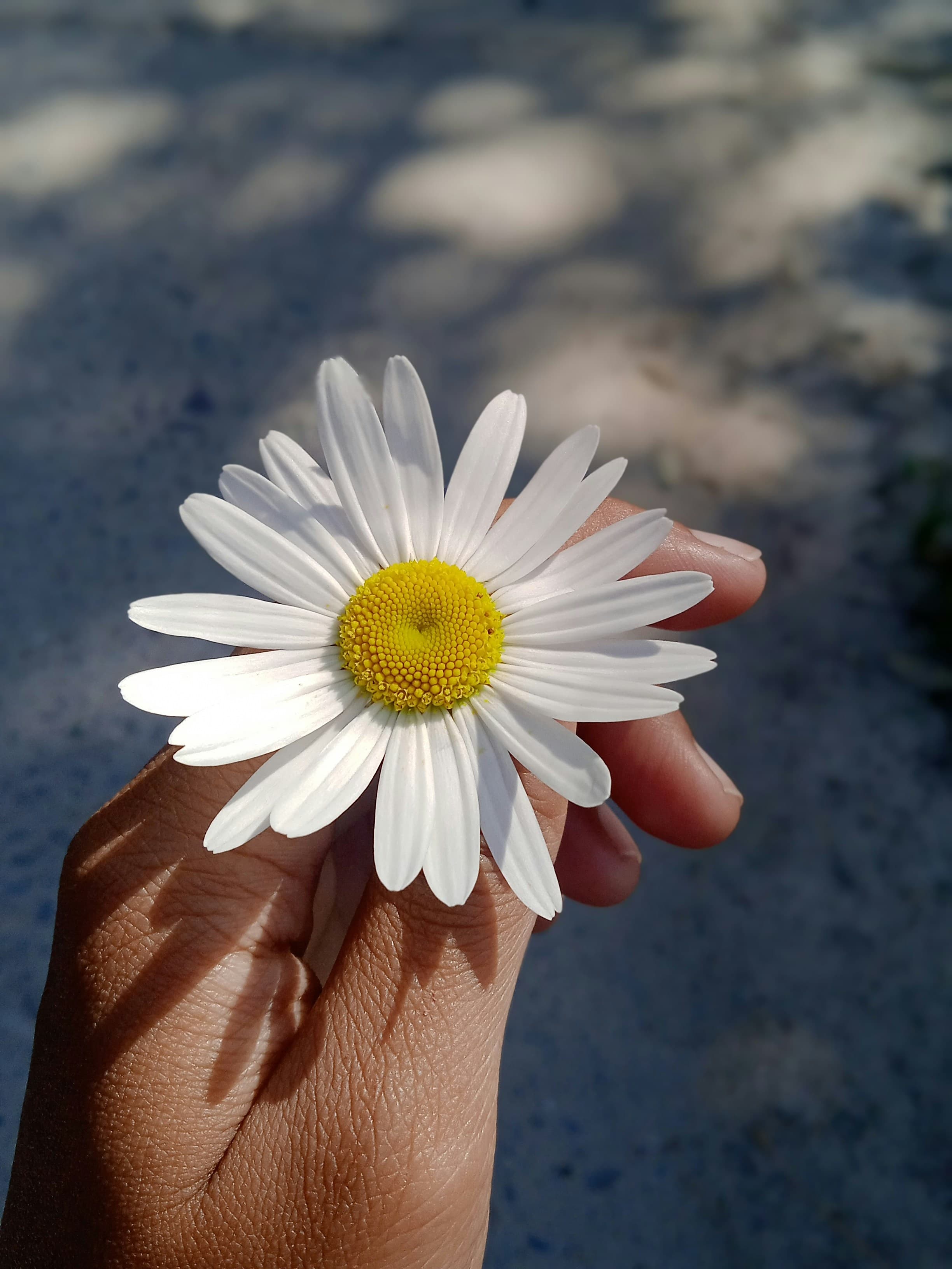 Fiore in mano, servizi per adulti